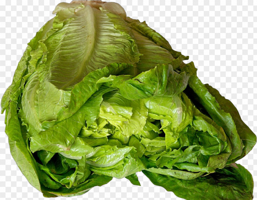 Spinach Cabbage Leaf Vegetable Iceburg Lettuce Romaine PNG