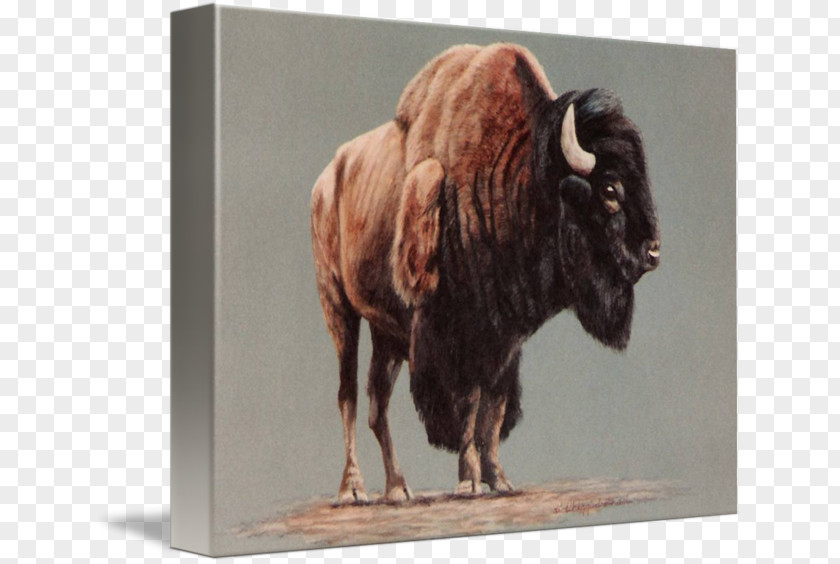 American Bison Watercolor Painting Drawing Art PNG