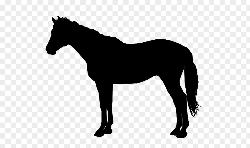 Arabian Horse American Quarter Thoroughbred Trot Image PNG