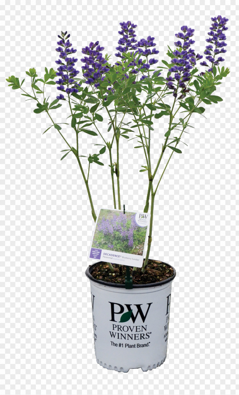 Container Baptisia Australis Plant English Lavender Shrub Violet PNG
