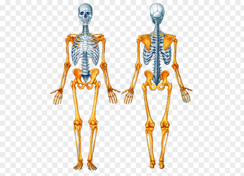 Skeleton Axial Human Appendicular Bone Body PNG