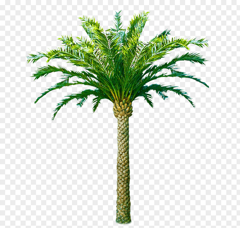 Coconut Palm Trees Trachycarpus Fortunei Canary Island Date African Oil PNG