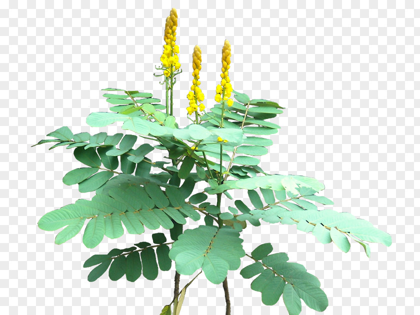 Coniferous Plant Senna Alata Golden Shower Tree Plectranthus Scutellarioides Clusia PNG