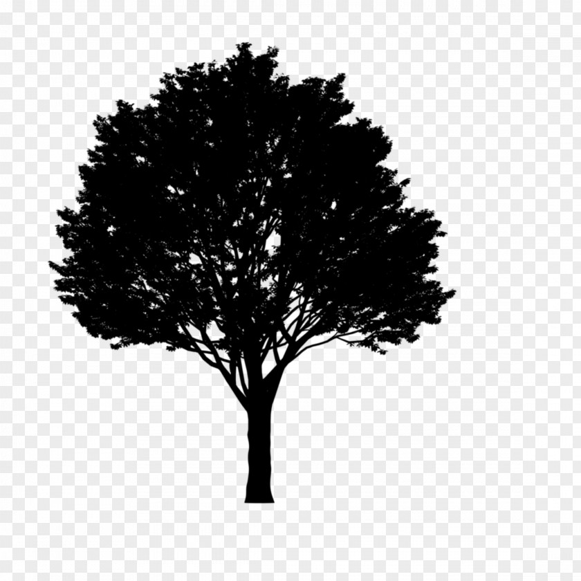 Tree Stock Photography Image Vector Graphics PNG