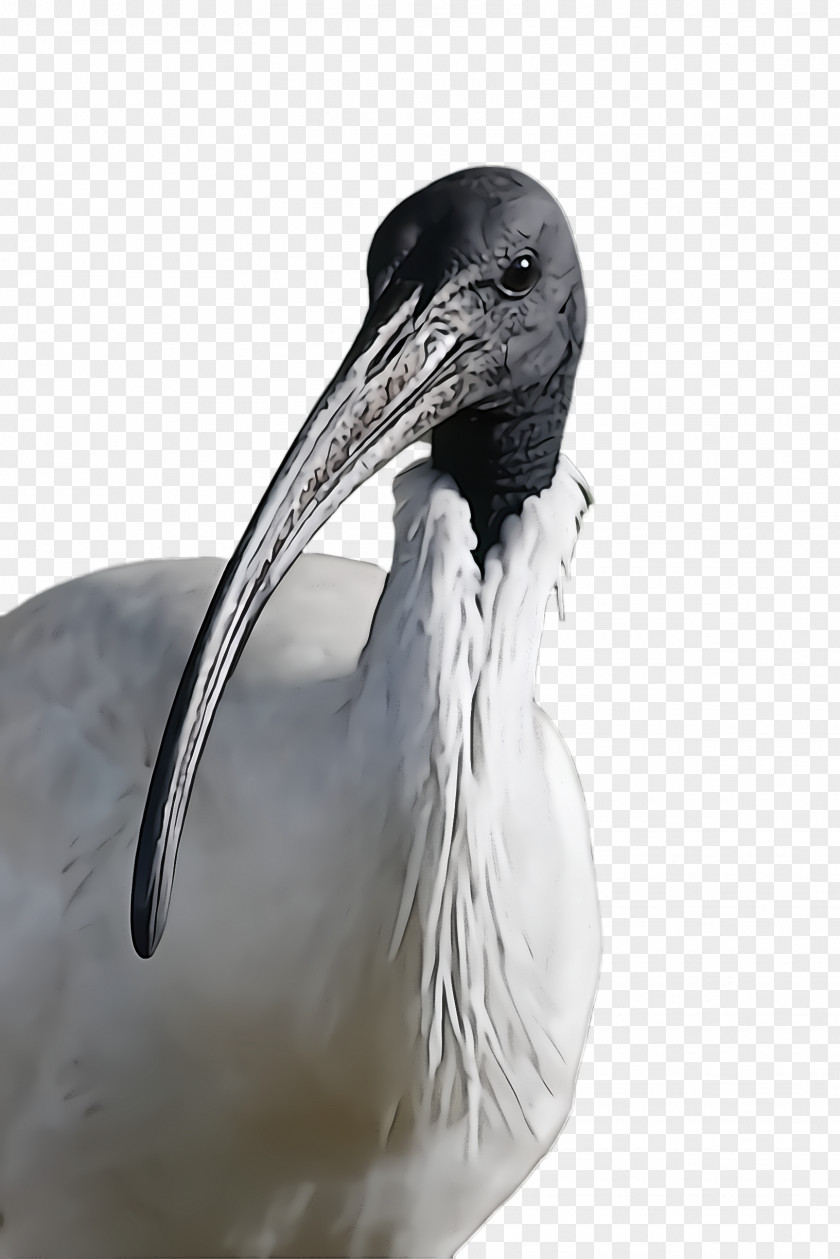 Cranelike Bird Stork Feather PNG