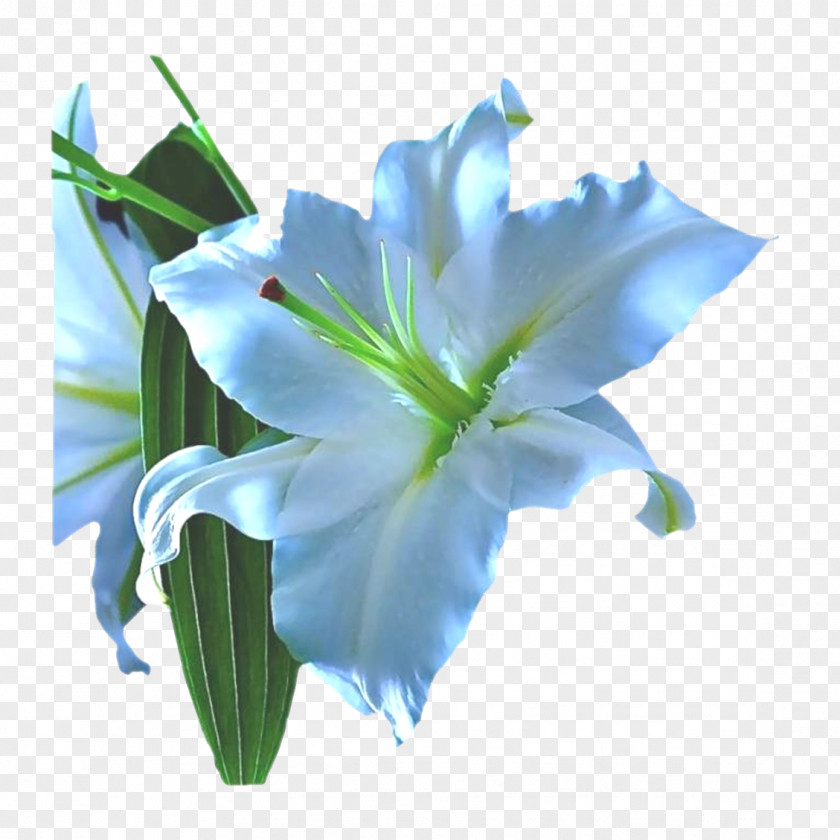 Fleur-de-lys Lilium Blue Cut Flowers Fleur-de-lis PNG