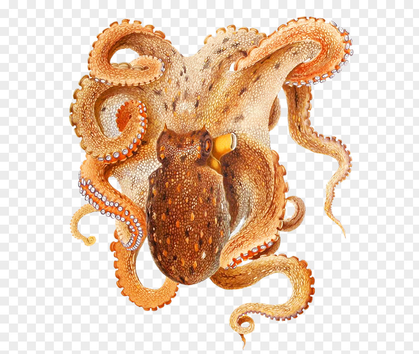Octapus Common Octopus Cephalopod Octopodidae Cuttlefish PNG