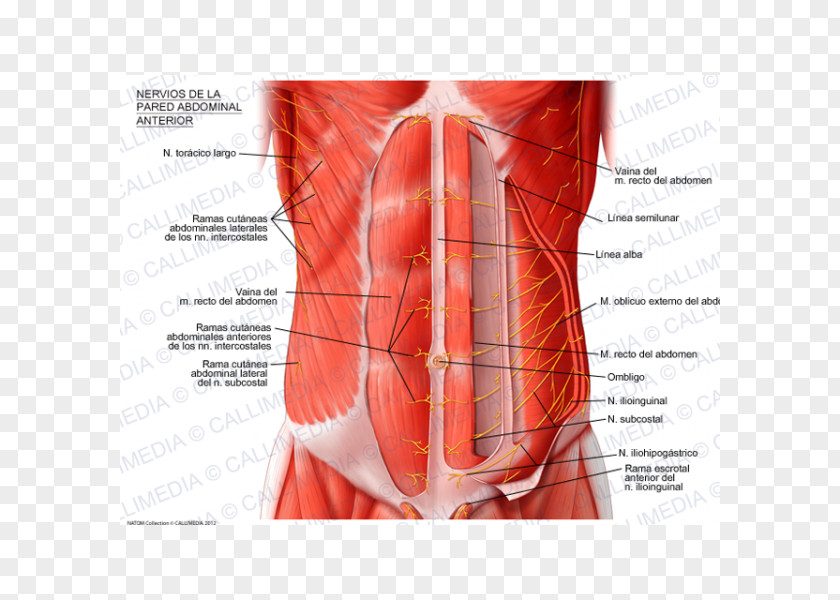 Abdominal Wall Abdomen External Oblique Muscle Subcostalis Rectus Abdominis PNG