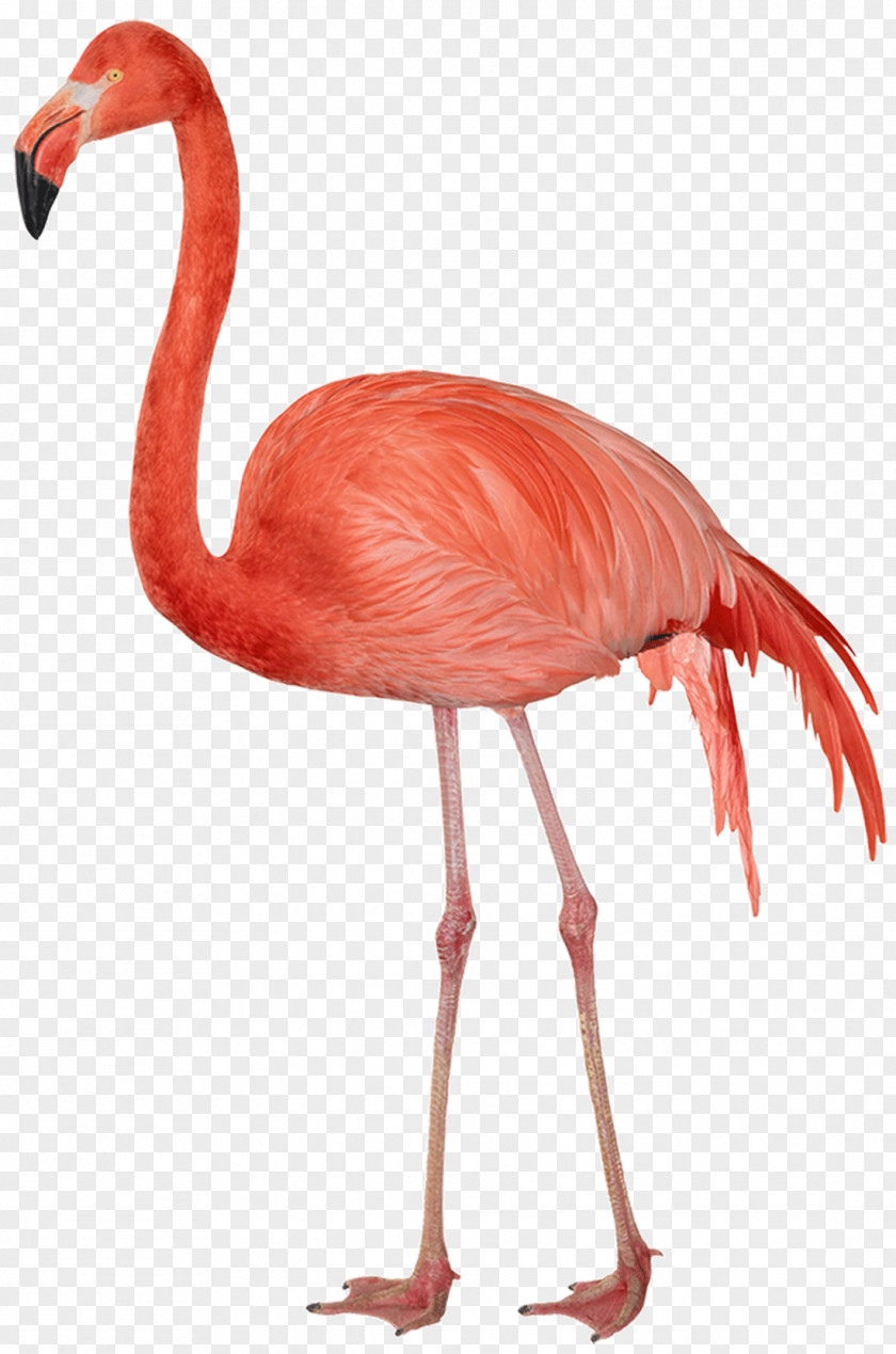 Flamingo Free Image Bird Clip Art PNG