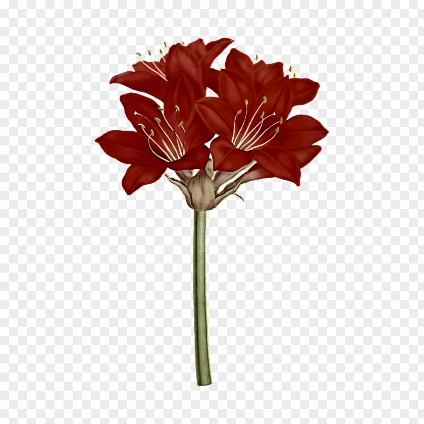 Flower Bouquet PNG