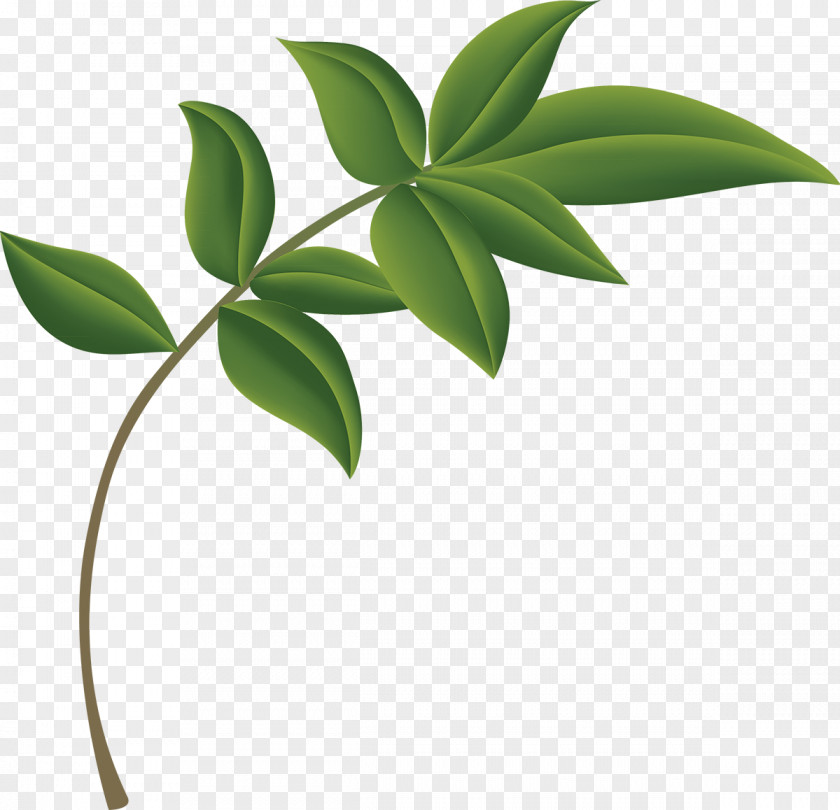 Green Trim Flower Plants Clip Art Leaf Design PNG