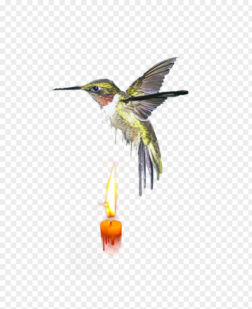 Insect Wing Fauna Feather Hummingbird M PNG