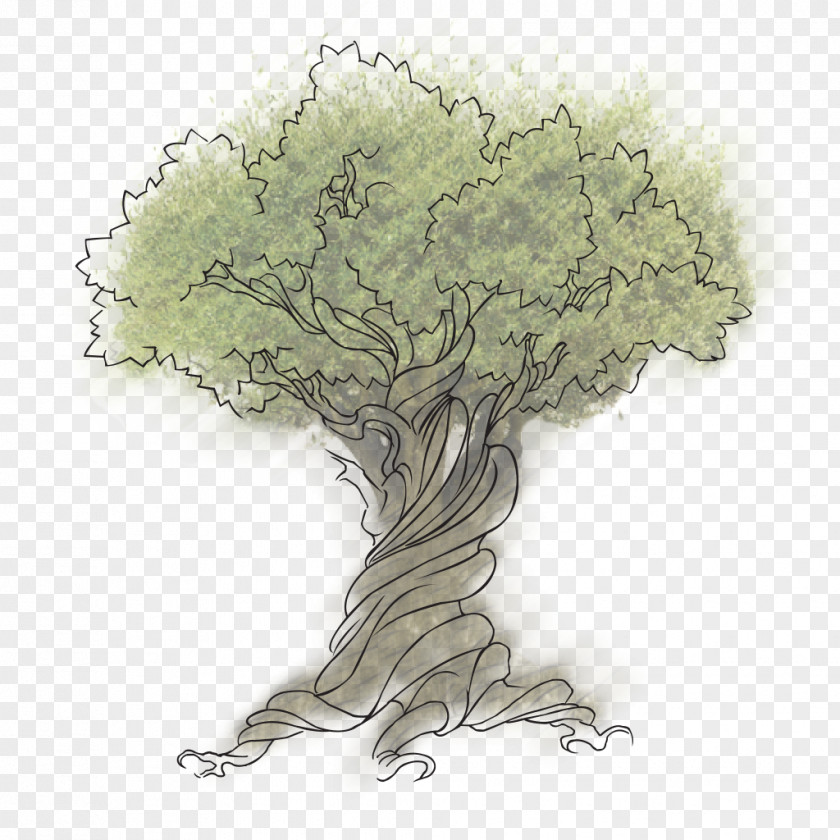 Pacific Northwest Tanaman Asli Illustration Sketch Vector Graphics Tree PNG