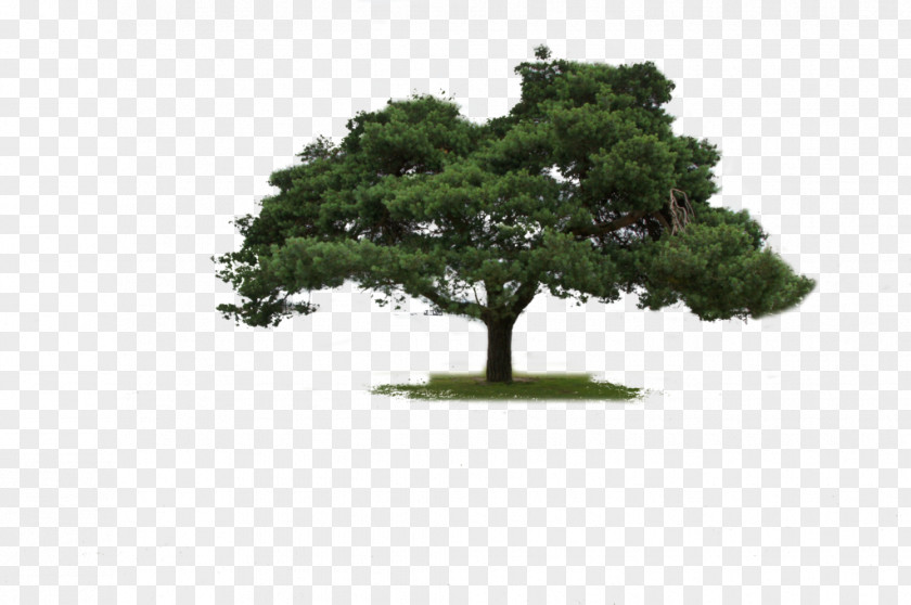 Tree DeviantArt Bonsai Ash PNG