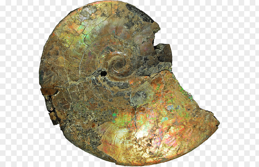 Ammonite Resources Yorkshire Type Ammonites Albian Cretaceous Geology PNG