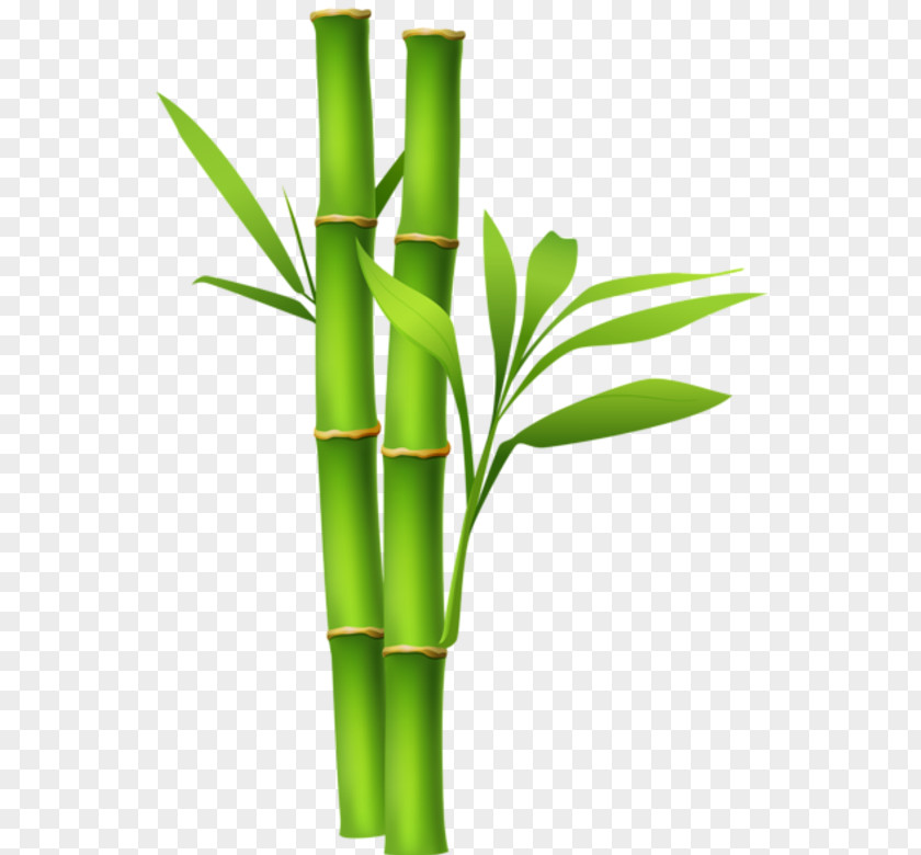 Bamboo Clip Art Image Desktop Wallpaper PNG