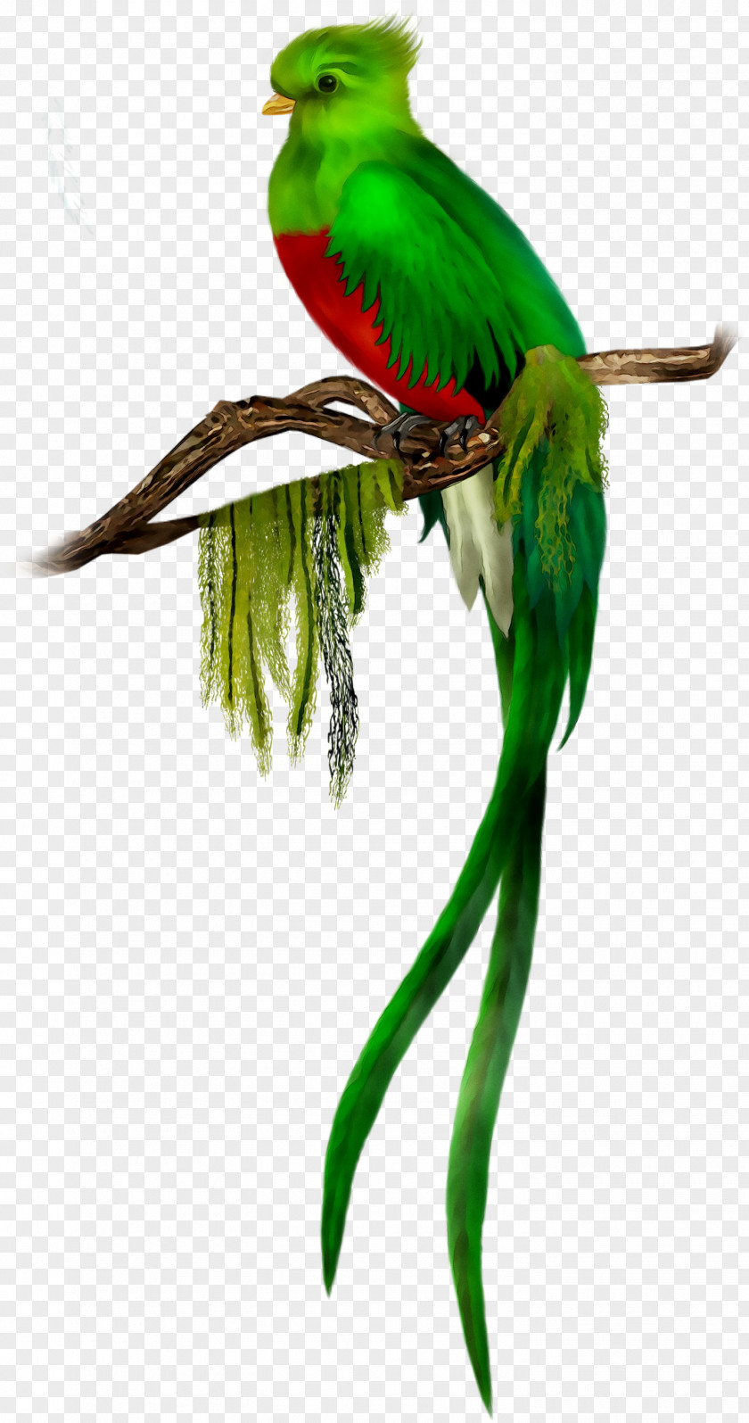 Bird Resplendent Quetzal Clip Art El PNG