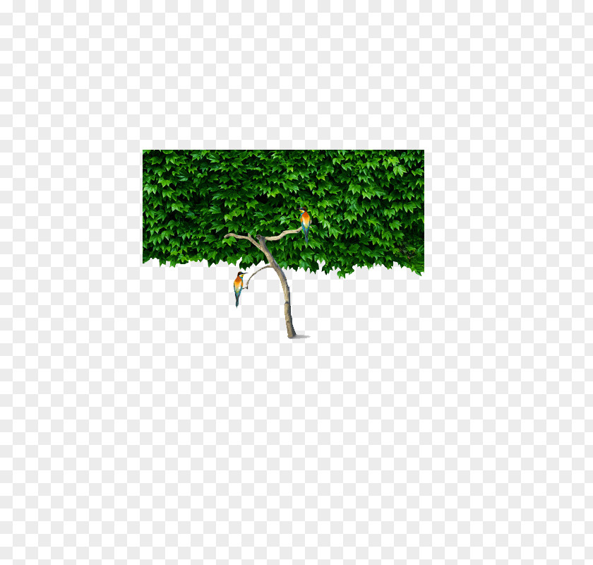 Branches Icon PNG