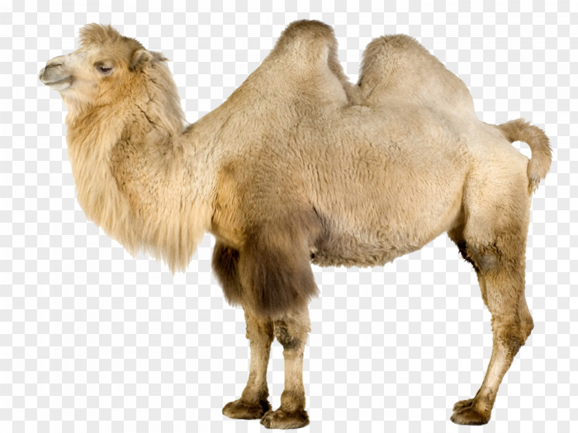 Camel Wild Bactrian Dromedary Llama Wallpaper PNG