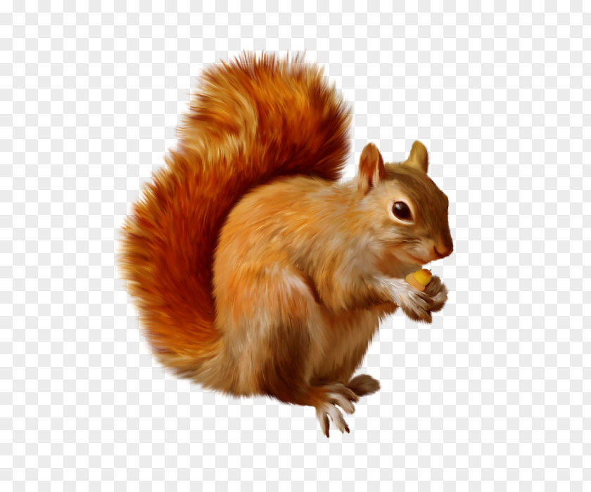 Squirrel Clip Art Chipmunk Openclipart PNG
