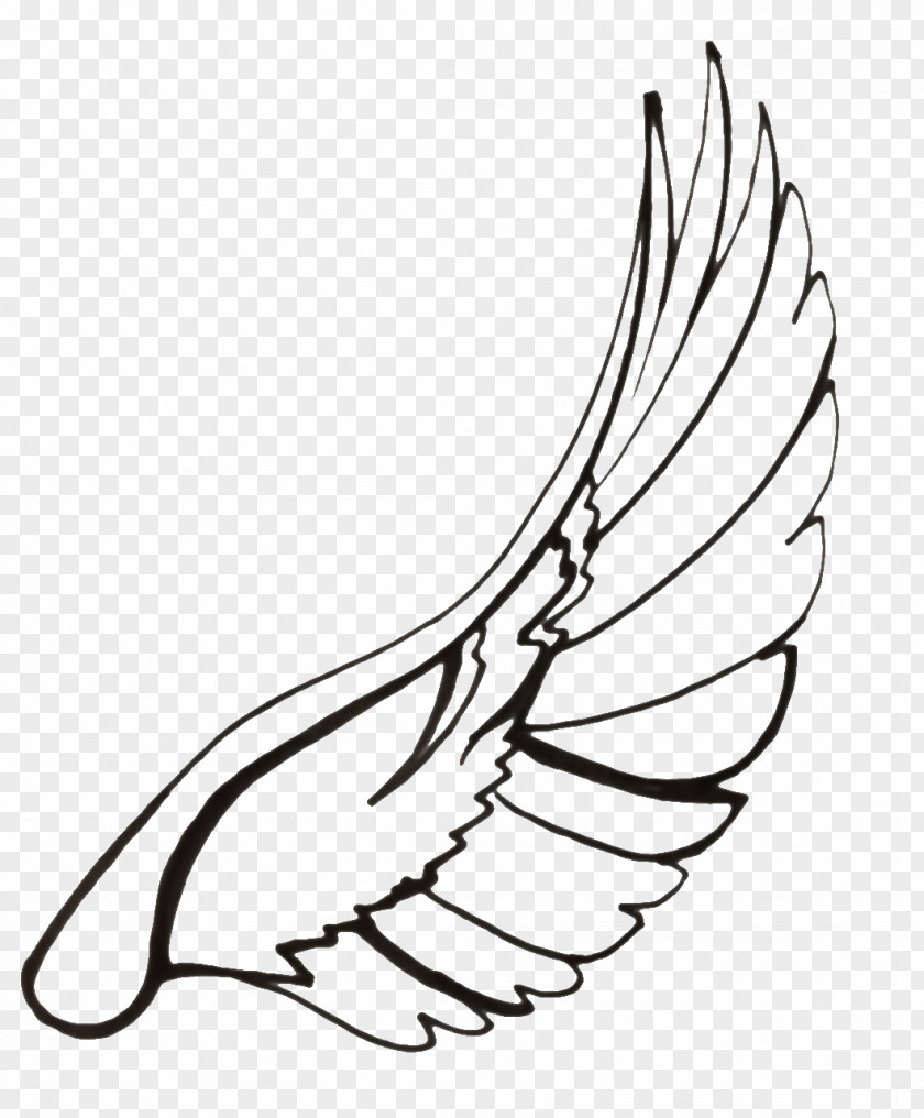 Wings Columbidae Drawing Line Art Clip PNG