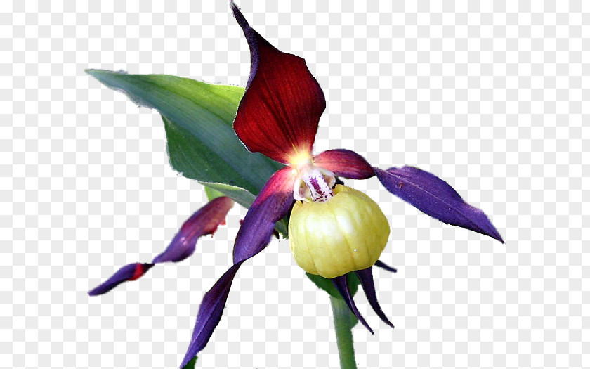 Cutout Cypripedium Calceolus Cattleya Orchids Herbaceous Plant PNG