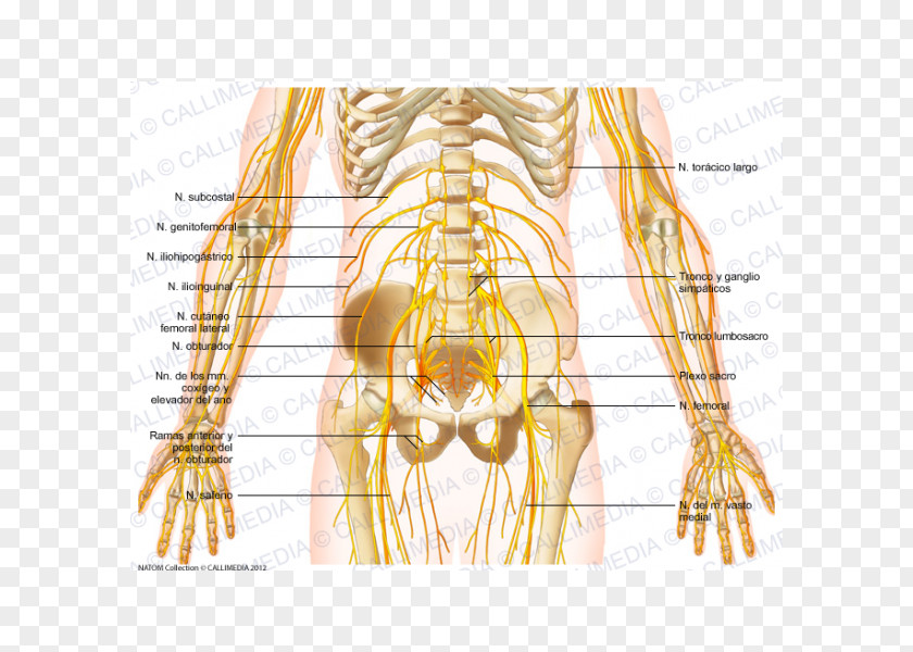 Nerve Pelvis Abdomen Hip Muscle PNG