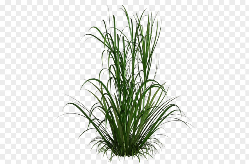 Plant Ornamental Grass Chinese Fountain Clip Art PNG