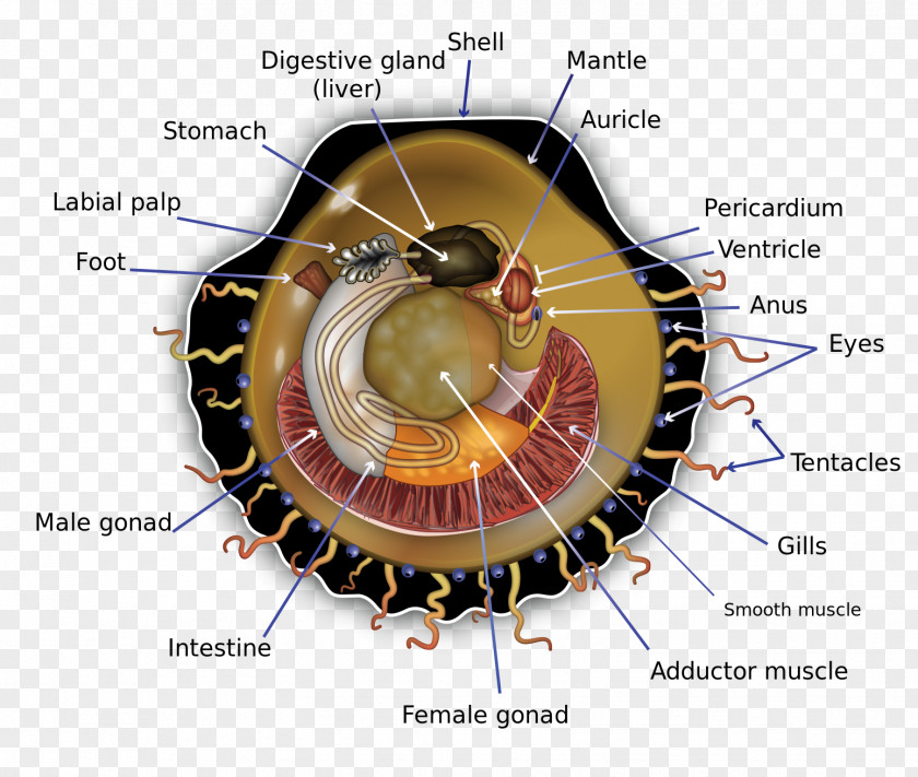 Sea Earthquake Diagram Pectinidae Anatomy Bivalvia Human Body PNG