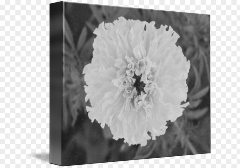 X Ray Flowers Art Floral Design Still Life Photography PNG