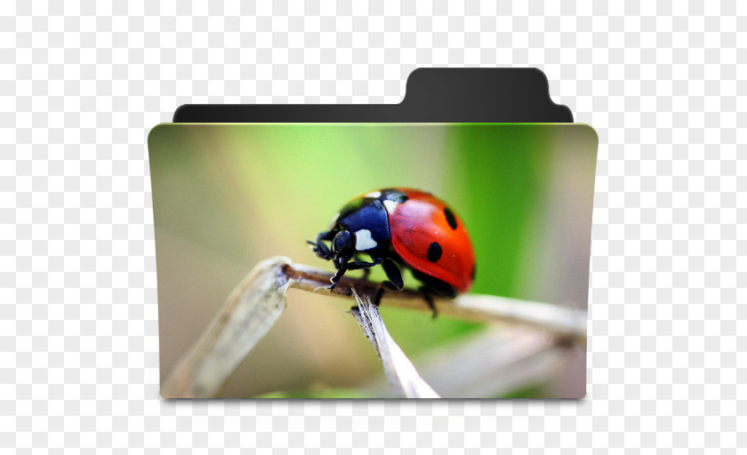 3D Elephant Ladybird Beetle Directory PNG