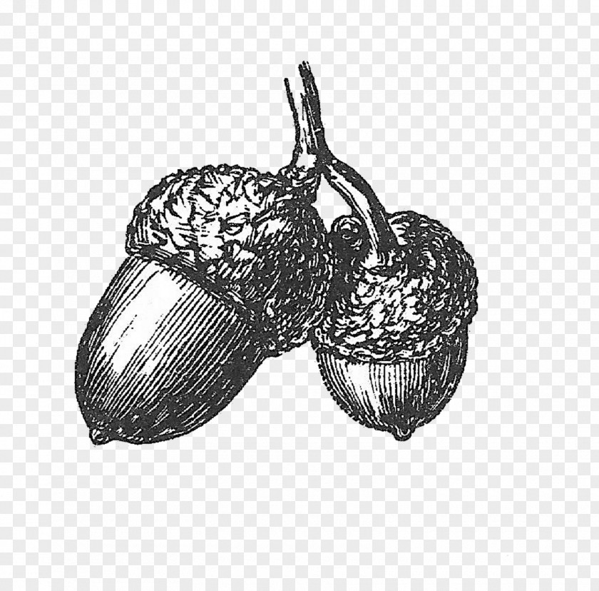 Acorn Drawing Black And White Clip Art PNG