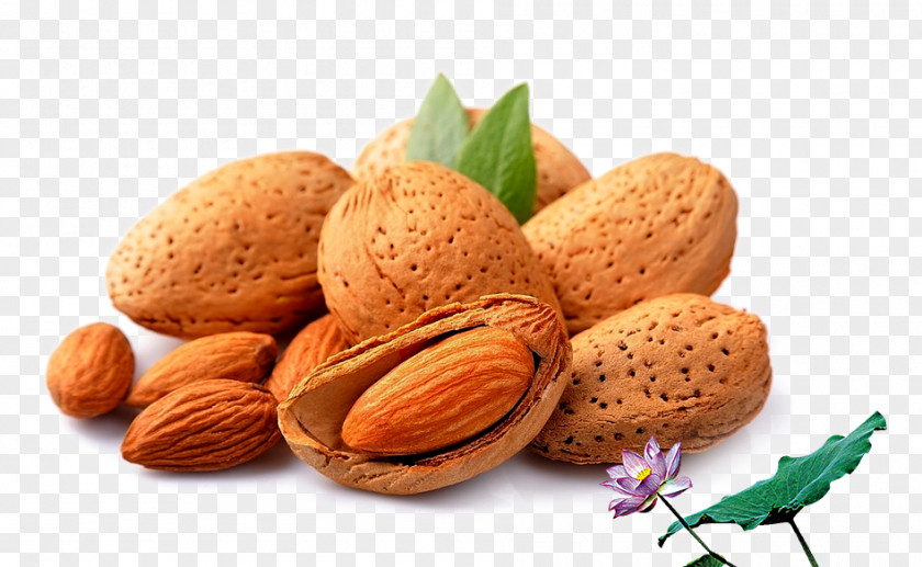 Batan Wood Nuts Almond Stuffing Nut Dried Fruit PNG