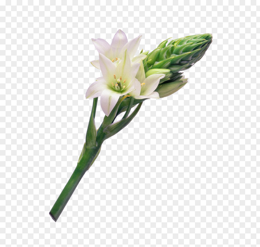 Flower Bouquet Tulip Cut Flowers Floral Design PNG