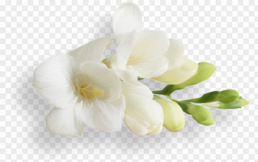 Flowers Letter O Moth Orchids PNG
