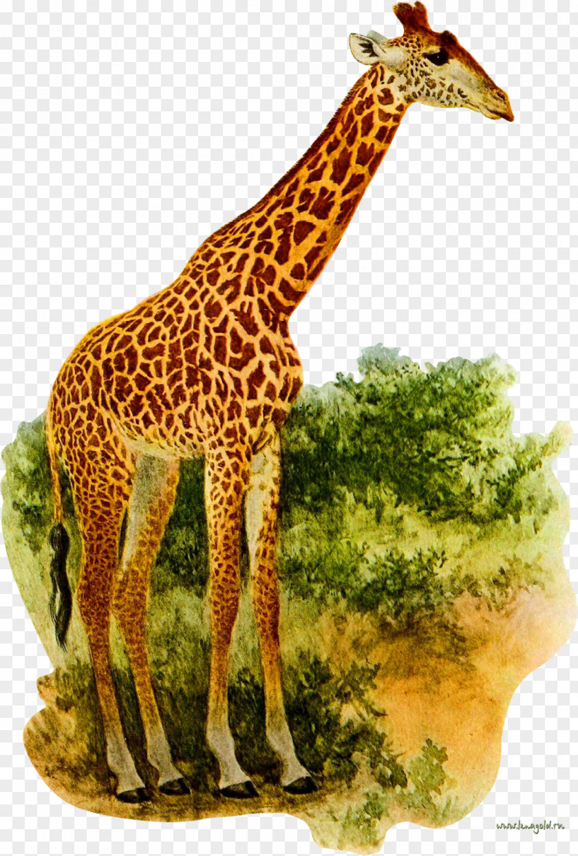 Giraffe Okapi Clip Art PNG