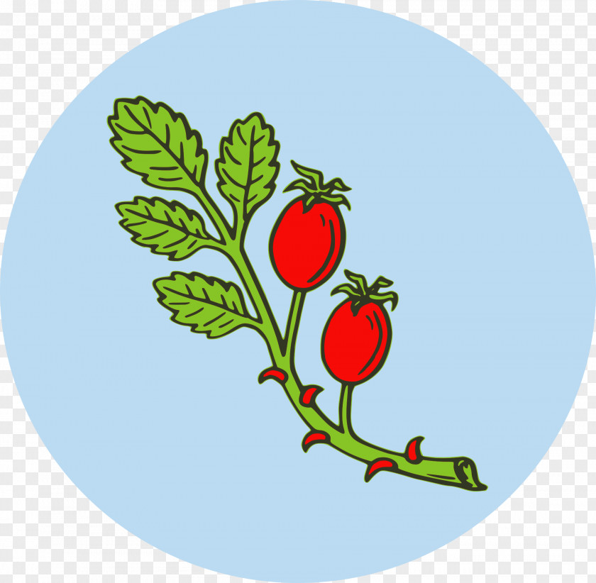 Herbs Rose Hip Tea Dog-rose Clip Art PNG