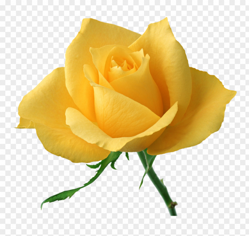 Rose Garden Roses Yellow Flower Evening PNG