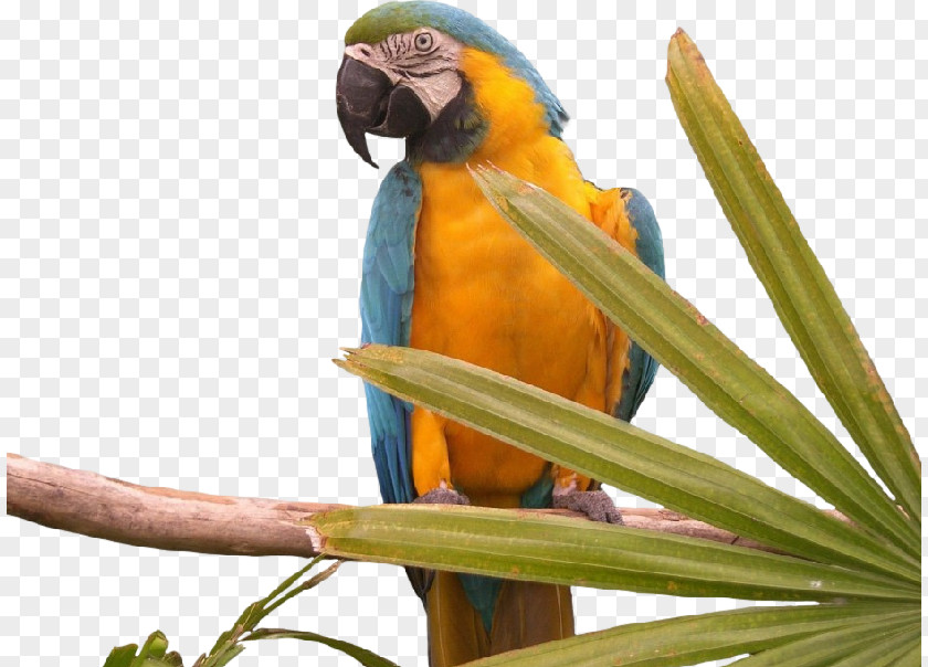 Bird Budgerigar Desktop Wallpaper Macaw PNG