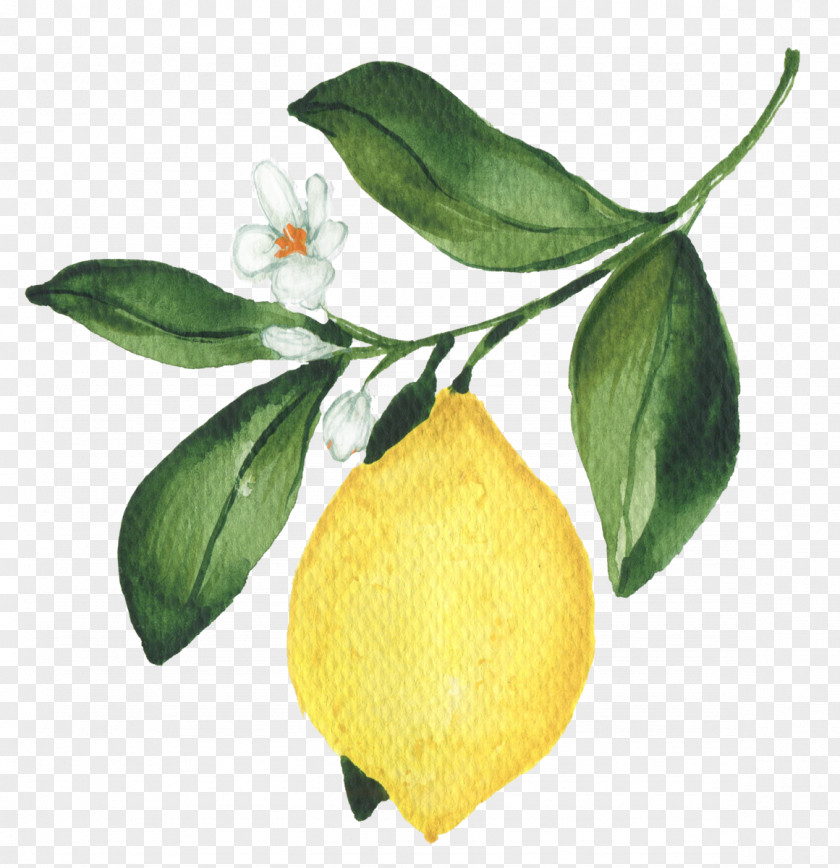 Fruit Tree Citrus Lemon PNG