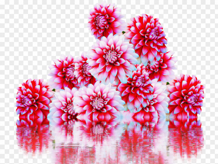 Magenta Plant Pink Flower PNG