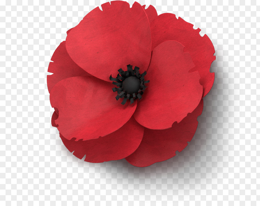 Poppies Remembrance Poppy Flower In Flanders Fields Armistice Day PNG