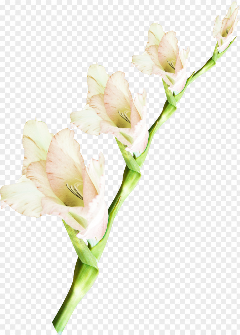 Watercolor Leaves Cut Flowers Plant Floral Design PNG