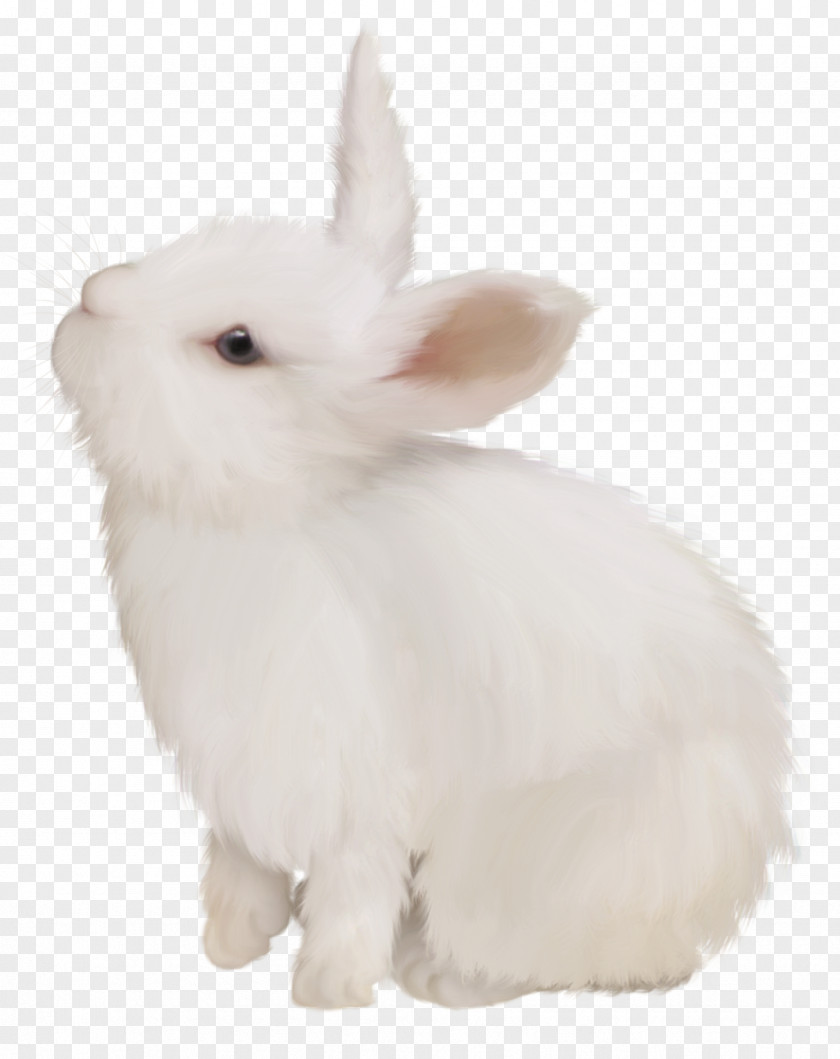 White Cute Bunny Domestic Rabbit Easter European PNG