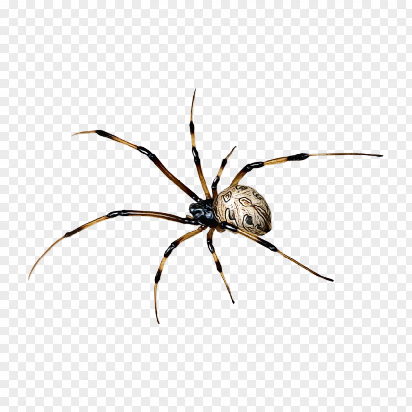 Araneus Pest Spiders Cartoon PNG