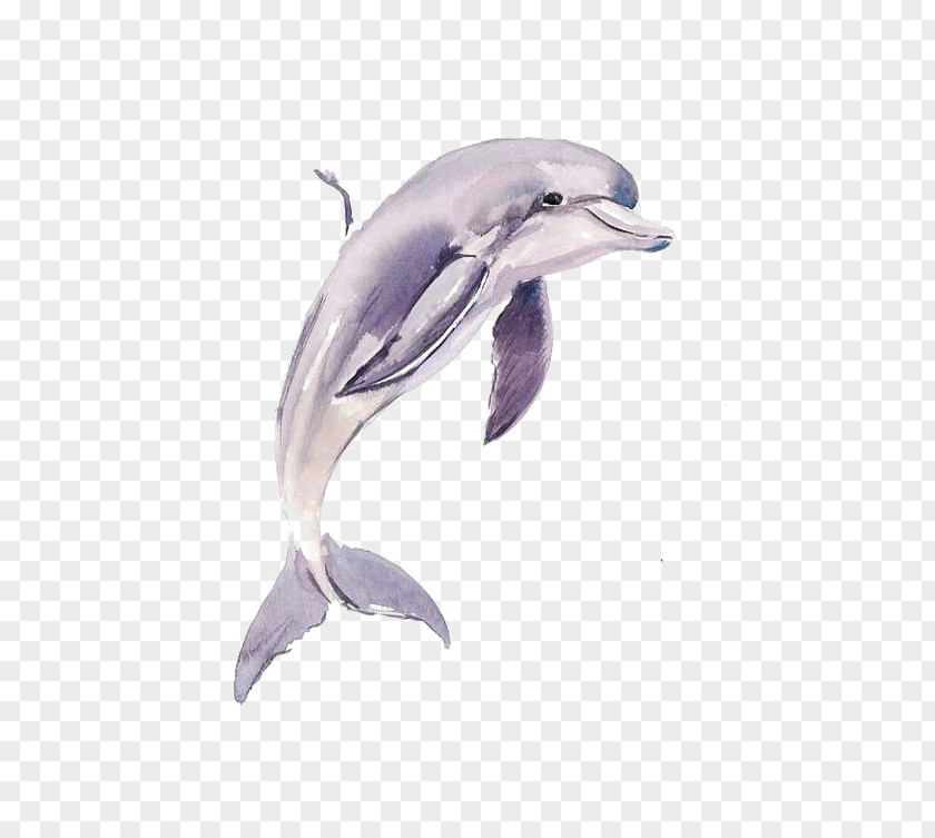 Dolphin Common Bottlenose Short-beaked Tucuxi Porpoise PNG