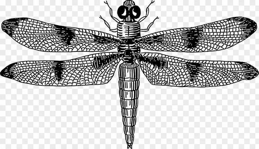 Dragonfly Insect Drawing Clip Art PNG