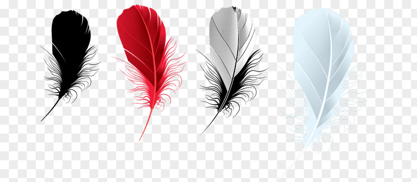 Feather PhotoFiltre Brush PNG