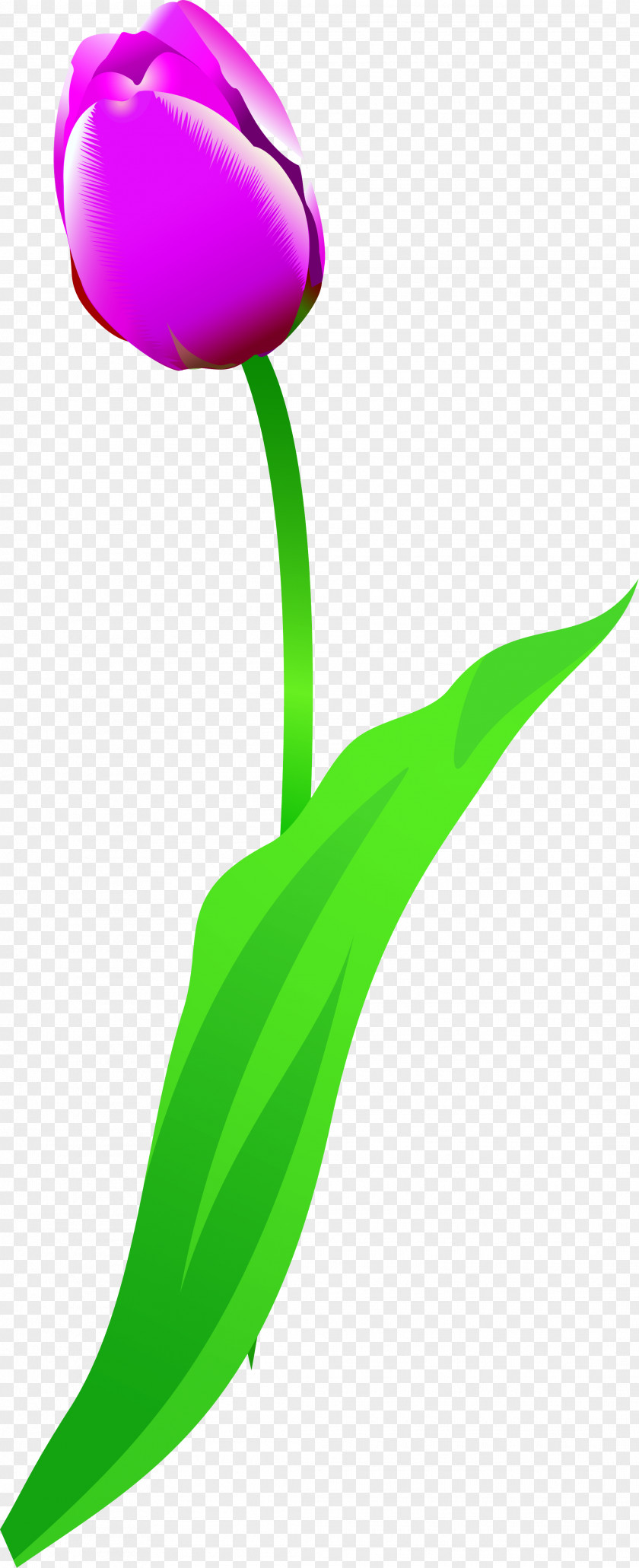 Green Tick Flowering Plant Tulip Stem PNG