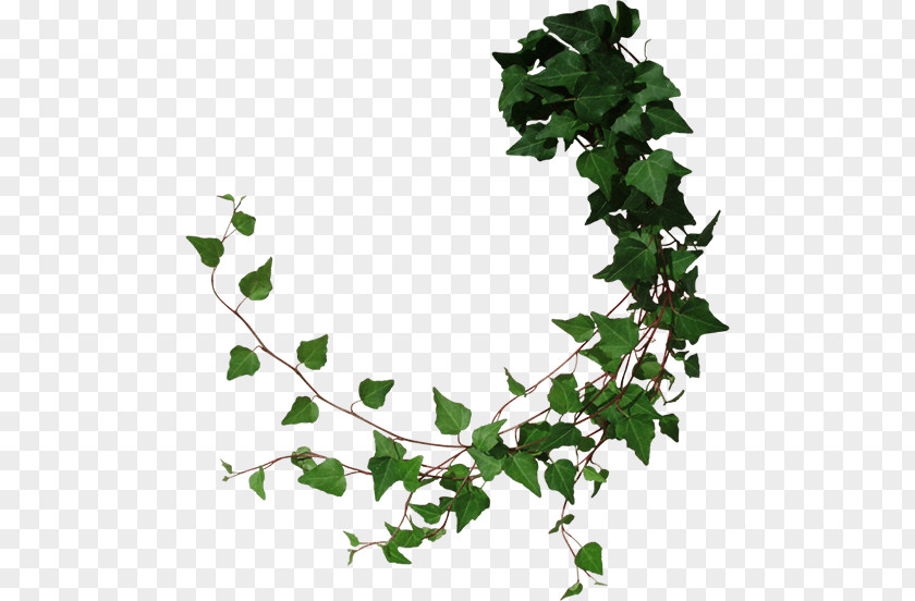 Hedera Vine Clip Art PNG